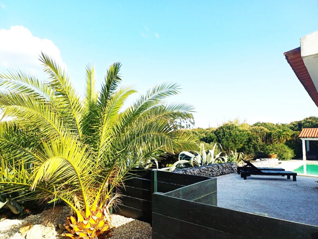 Palm bij het zwembad