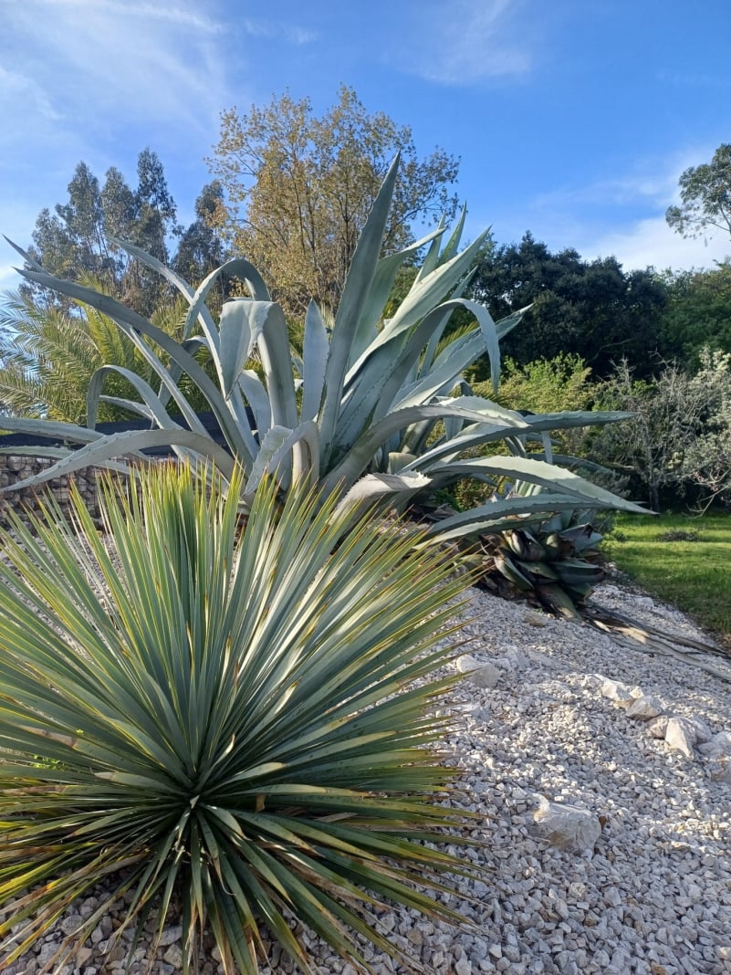 Palm bij zwembad